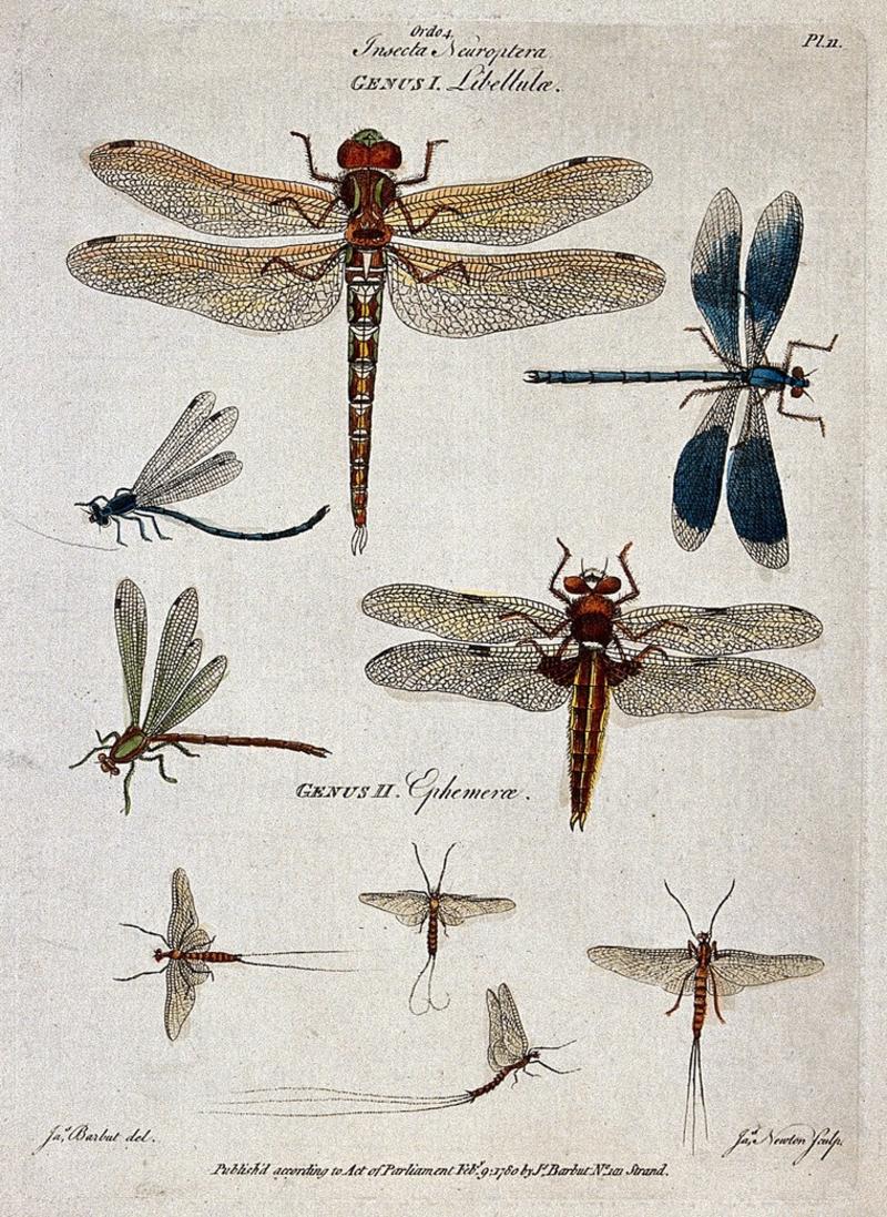 drawings of different mayflies - early scientific illustration style