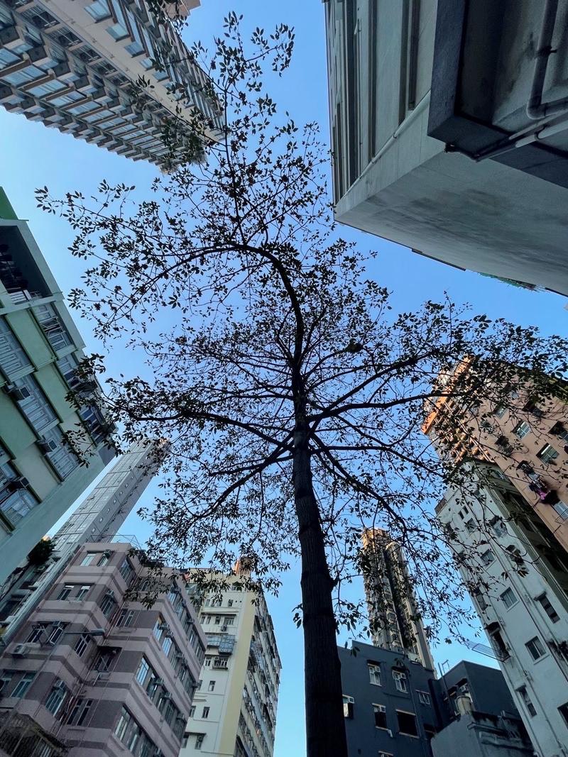 looking up at a tree between high rise buildings