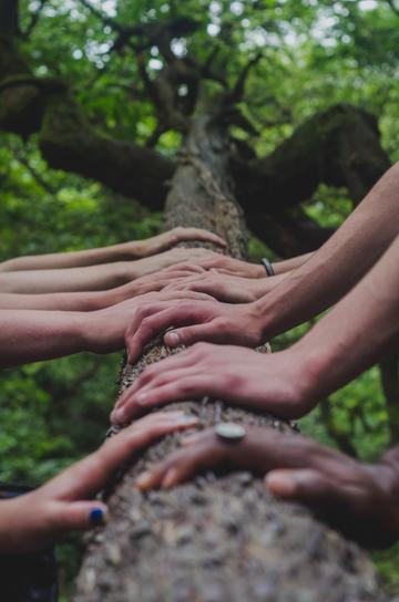 Row of hands on a fallen tree trunk.