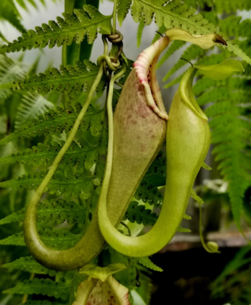 pitcher plant image