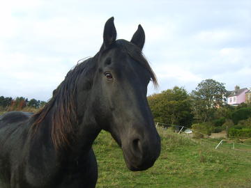 The upper body of a black horse looking at the camera