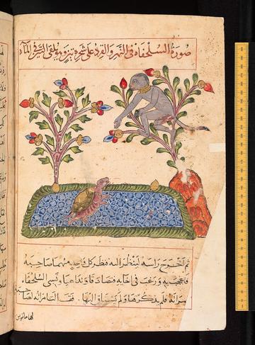 Manuscript illustration of a monkey and a tortoise