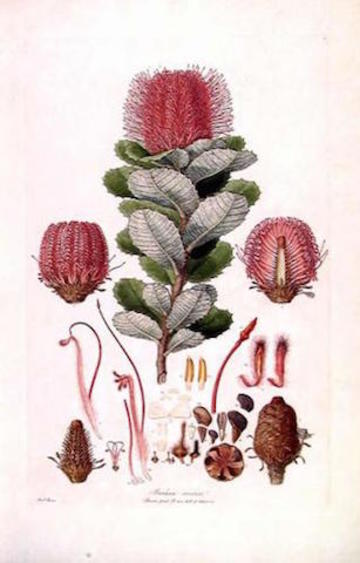 botanical
