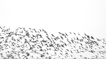 flying birds
