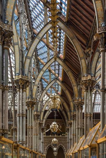 Photograph of the interior of the Museum of Natural History depicting the skeletons of marine mammals hanging from Ruskin's Neo-gothic steel roof.