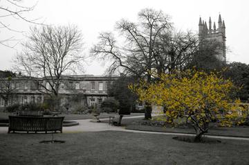 Plants Brain And Imagination Poetry Workshop Torch The Oxford Research Centre In The Humanities