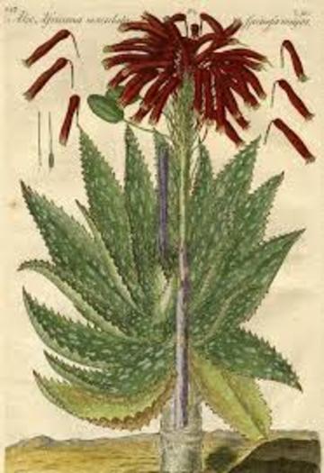 aloe africana maculata