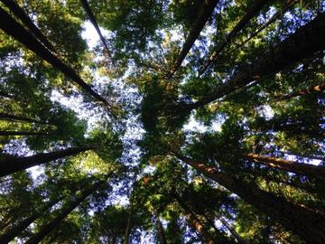 Image looking up at a tree canopy