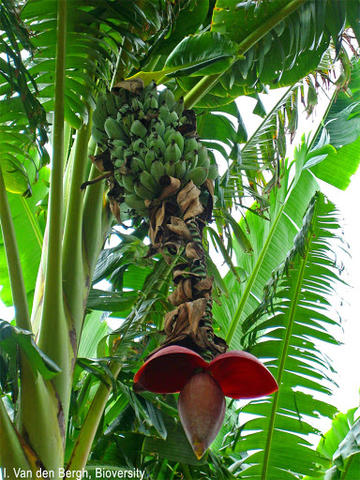 Musa balbisiana - green banana tree