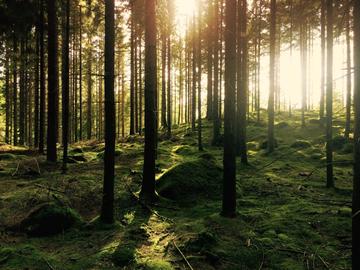 Sunlight filtering through the forest trees. 