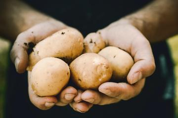 A close-up of a person's hands. They are holding several potatoes that are covered in mud from the ground.