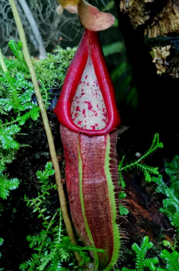 other pitcher plant