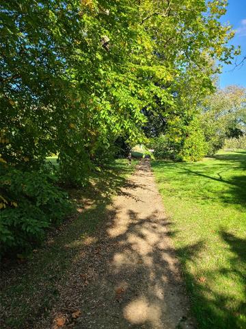 the sandwalk at down house
