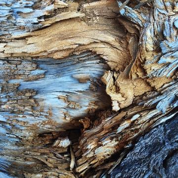 Image of blue and brown tree bark