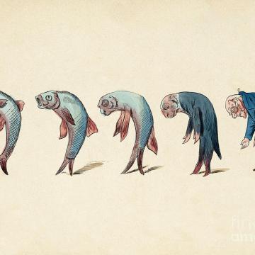 evolution of fish into old man c 1870 wellcome images