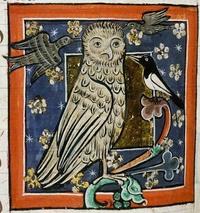 Medieval owl illimination 
