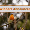 A red-breasted robin singing in a leafless tree branch, above a grey square says winners announced in brown